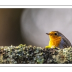 Rouge-gorge familier (Erithacus rubecula, European Robin)