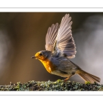 Rouge-gorge familier (Erithacus rubecula, European Robin)
