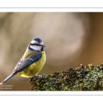 Mésange bleue - Cyanistes caeruleus - Eurasian Blue Tit