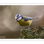 Mésange bleue - Cyanistes caeruleus - Eurasian Blue Tit