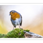 Rouge-gorge familier (Erithacus rubecula, European Robin)