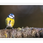 Mésange bleue - Cyanistes caeruleus - Eurasian Blue Tit