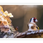 Chardonneret élégant (Carduelis carduelis - European Goldfinch)