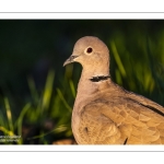 Tourterelle turque (Streptopelia decaocto - Eurasian Collared Dove)