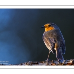 Rouge-gorge familier (Erithacus rubecula, European Robin)