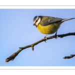 Mésange bleue - Cyanistes caeruleus - Eurasian Blue Tit