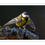 Mésange charbonnière - Parus major - Great Tit