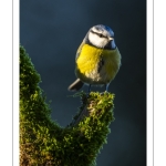 Mésange bleue - Cyanistes caeruleus - Eurasian Blue Tit