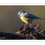 Mésange bleue - Cyanistes caeruleus - Eurasian Blue Tit