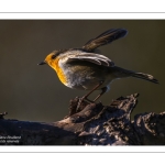 Rouge-gorge familier (Erithacus rubecula, European Robin)