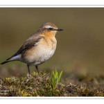 Traquet motteux (Oenanthe oenanthe - Northern Wheatear)