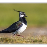 Vanneau huppé (Vanellus vanellus - Northern Lapwing)