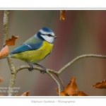 Saison : hiver - Lieu : Marcheville, Somme, Picardie, France.