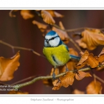 Saison : hiver - Lieu : Marcheville, Somme, Picardie, France.
