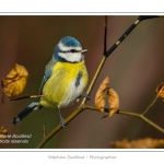 Saison : hiver - Lieu : Marcheville, Somme, Picardie, France.