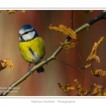Saison : hiver - Lieu : Marcheville, Somme, Picardie, France.
