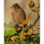 Saison : hiver - Lieu : Marcheville, Somme, Picardie, France.