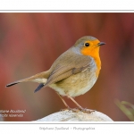 Rougegorge familier - Erithacus rubecula - European Robin - Saison : hiver - Lieu : Marcheville, Somme, Picardie, France