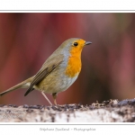 Rougegorge familier - Erithacus rubecula - European Robin - Saison : hiver - Lieu : Marcheville, Somme, Picardie, France