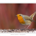 Rougegorge familier - Erithacus rubecula - European Robin - Saison : hiver - Lieu : Marcheville, Somme, Picardie, France