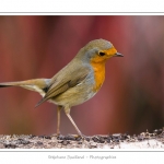 Rougegorge familier - Erithacus rubecula - European Robin - Saison : hiver - Lieu : Marcheville, Somme, Picardie, France