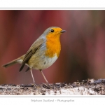 Rougegorge familier - Erithacus rubecula - European Robin - Saison : hiver - Lieu : Marcheville, Somme, Picardie, France