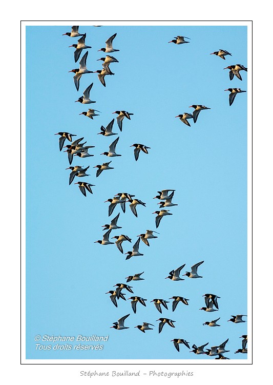 Huitriers-pies en vol en baie de Somme. A marÃ©e haute, on peut observer une multitude d'oiseaux. Ces grand groupes d'oiseaux se dÃ©placent au fur et Ã  mesure que descend la marÃ©e pour aller se nourrir sur les zones nouvellement dÃ©gagÃ©es.Saison : Hiver - Lieu : Baie de Somme,Plages de la Maye, Le Crotoy, Somme, Picardie, France
