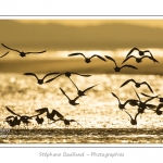 Huitriers-pies en vol en baie de Somme. A marÃ©e haute, on peut observer une multitude d'oiseaux. Ces grand groupes d'oiseaux se dÃ©placent au fur et Ã  mesure que descend la marÃ©e pour aller se nourrir sur les zones nouvellement dÃ©gagÃ©es.Saison : Hiver - Lieu : Baie de Somme,Plages de la Maye, Le Crotoy, Somme, Picardie, France
