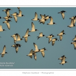 Huitriers-pies en vol en baie de Somme. A marÃ©e haute, on peut observer une multitude d'oiseaux. Ces grand groupes d'oiseaux se dÃ©placent au fur et Ã  mesure que descend la marÃ©e pour aller se nourrir sur les zones nouvellement dÃ©gagÃ©es.Saison : Hiver - Lieu : Baie de Somme,Plages de la Maye, Le Crotoy, Somme, Picardie, France