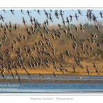 Huitriers-pies en vol en baie de Somme. A marÃ©e haute, on peut observer une multitude d'oiseaux. Ces grand groupes d'oiseaux se dÃ©placent au fur et Ã  mesure que descend la marÃ©e pour aller se nourrir sur les zones nouvellement dÃ©gagÃ©es.Saison : Hiver - Lieu : Baie de Somme,Plages de la Maye, Le Crotoy, Somme, Picardie, France