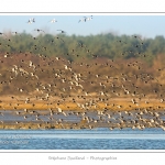 Huitriers-pies en vol en baie de Somme. A marÃ©e haute, on peut observer une multitude d'oiseaux. Ces grand groupes d'oiseaux se dÃ©placent au fur et Ã  mesure que descend la marÃ©e pour aller se nourrir sur les zones nouvellement dÃ©gagÃ©es.Saison : Hiver - Lieu : Baie de Somme,Plages de la Maye, Le Crotoy, Somme, Picardie, France