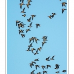 Huitriers-pies en vol en baie de Somme. A marÃ©e haute, on peut observer une multitude d'oiseaux. Ces grand groupes d'oiseaux se dÃ©placent au fur et Ã  mesure que descend la marÃ©e pour aller se nourrir sur les zones nouvellement dÃ©gagÃ©es.Saison : Hiver - Lieu : Baie de Somme,Plages de la Maye, Le Crotoy, Somme, Picardie, France