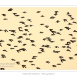 Huitriers-pies en vol en baie de Somme. A marÃ©e haute, on peut observer une multitude d'oiseaux. Ces grand groupes d'oiseaux se dÃ©placent au fur et Ã  mesure que descend la marÃ©e pour aller se nourrir sur les zones nouvellement dÃ©gagÃ©es.Saison : Hiver - Lieu : Baie de Somme,Plages de la Maye, Le Crotoy, Somme, Picardie, France