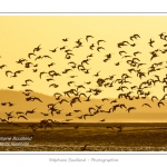 Huitriers-pies en vol en baie de Somme. A marÃ©e haute, on peut observer une multitude d'oiseaux. Ces grand groupes d'oiseaux se dÃ©placent au fur et Ã  mesure que descend la marÃ©e pour aller se nourrir sur les zones nouvellement dÃ©gagÃ©es.Saison : Hiver - Lieu : Baie de Somme,Plages de la Maye, Le Crotoy, Somme, Picardie, France