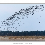 Huitriers-pies en vol en baie de Somme. A marÃ©e haute, on peut observer une multitude d'oiseaux. Ces grand groupes d'oiseaux se dÃ©placent au fur et Ã  mesure que descend la marÃ©e pour aller se nourrir sur les zones nouvellement dÃ©gagÃ©es.Saison : Hiver - Lieu : Baie de Somme,Plages de la Maye, Le Crotoy, Somme, Picardie, France