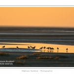 Saison : Hiver - Lieu : Baie de Somme,Plages de la Maye, Le Crotoy, Somme, Picardie, France