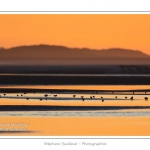 Limicoles (bÃ©casseaux, courlis, gravelots, huitriers...) en baie de Somme au crÃ©puscule Ã  marÃ©e basse. Saison : Hiver - Lieu : Baie de Somme,Plages de la Maye, Le Crotoy, Somme, Picardie, France