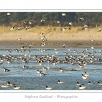 A marÃ©e haute, on peut observer de grands rassemblements de tadornes de belon en baie de Somme.  Au fur et Ã  mesure que la marÃ©e descend, de grands groupes d'oiseaux se dÃ©placent pour chercher leur nourriture dans les zones juste dÃ©couvertes. Saison : Hiver - Lieu : Baie de Somme,Plages de la Maye, Le Crotoy, Somme, Picardie, France