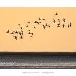 A marÃ©e haute, on peut observer de grands rassemblements de tadornes de belon en baie de Somme.  Au fur et Ã  mesure que la marÃ©e descend, de grands groupes d'oiseaux se dÃ©placent pour chercher leur nourriture dans les zones juste dÃ©couvertes. Saison : Hiver - Lieu : Baie de Somme,Plages de la Maye, Le Crotoy, Somme, Picardie, France