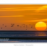 A marÃ©e haute, on peut observer de grands rassemblements de tadornes de belon en baie de Somme.  Au fur et Ã  mesure que la marÃ©e descend, de grands groupes d'oiseaux se dÃ©placent pour chercher leur nourriture dans les zones juste dÃ©couvertes. Saison : Hiver - Lieu : Baie de Somme,Plages de la Maye, Le Crotoy, Somme, Picardie, France