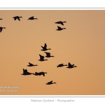 A marÃ©e haute, on peut observer de grands rassemblements de tadornes de belon en baie de Somme.  Au fur et Ã  mesure que la marÃ©e descend, de grands groupes d'oiseaux se dÃ©placent pour chercher leur nourriture dans les zones juste dÃ©couvertes. Saison : Hiver - Lieu : Baie de Somme,Plages de la Maye, Le Crotoy, Somme, Picardie, France