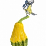 MÃ©sange bleue - Cyanistes caeruleus - Eurasian Blue Tit