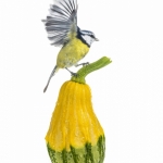 MÃ©sange bleue - Cyanistes caeruleus - Eurasian Blue Tit