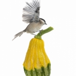MÃ©sange nonnette - Poecile palustris - Marsh Tit