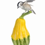 MÃ©sange nonnette - Poecile palustris - Marsh Tit