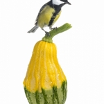 MÃ©sange charbonniÃ¨re - Parus major - Great Tit
