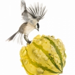 MÃ©sange nonnette - Poecile palustris - Marsh Tit