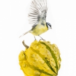 MÃ©sange bleue - Cyanistes caeruleus - Eurasian Blue Tit