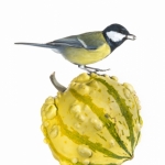MÃ©sange charbonniÃ¨re - Parus major - Great Tit