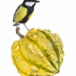 MÃ©sange charbonniÃ¨re - Parus major - Great Tit